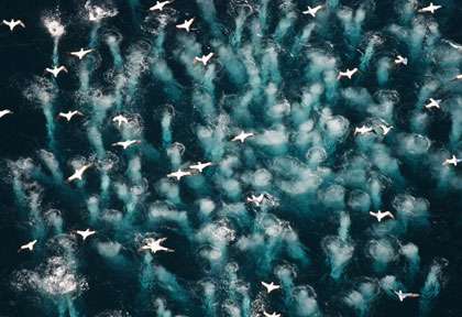 Plongée Sardine Run en Afrique du Sud