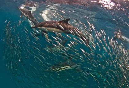 Sardine Run © Seal