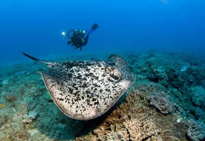 Plongée en Afrique du Sud