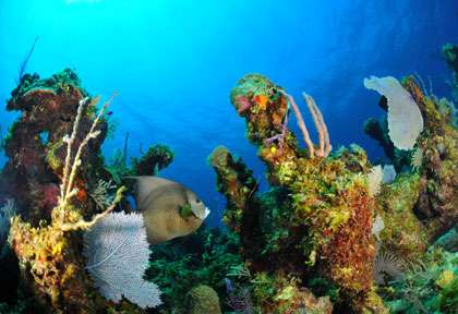 Plonge aux Bahamas à Andros