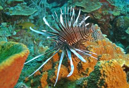 Plongée Andros aux Bahamas