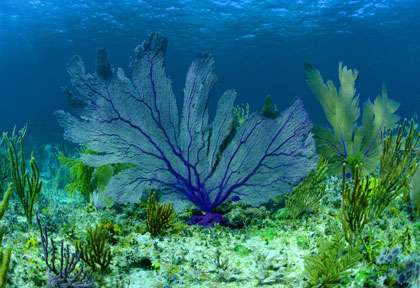 Plongée à Long Island