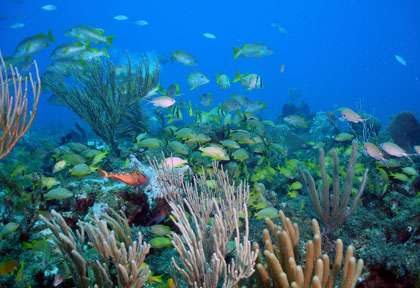 Plongée Ile de la Jeunesse à Cuba
