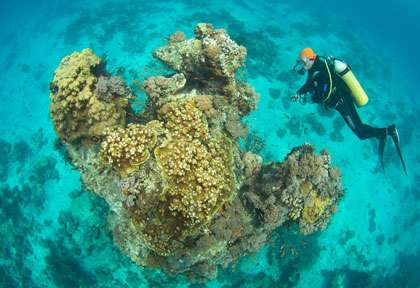 Plongée à Mafia en Tanzanie
