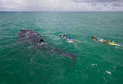 Requin-baleine à Mafia