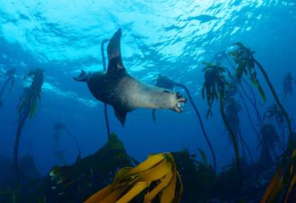 Otarie en plongée à Cape Town