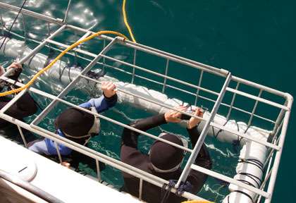 Plongée en cage avec le requin blanc