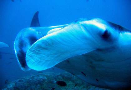 Raie Manta à Tofo au Mozambique
