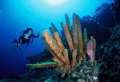 Plongée à la Dominique