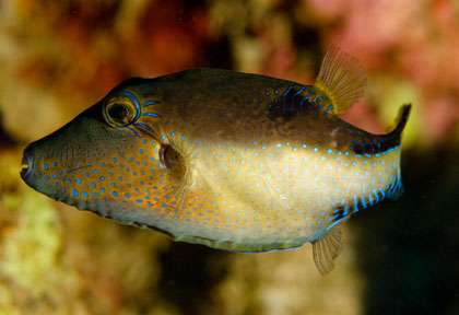 Plongée à la Dominique