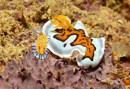 Nudibranche au Kenya en plongée