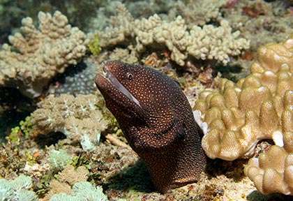 Murène en plongée au Kenya