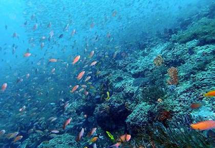 La plongée à Watamu au Kenya