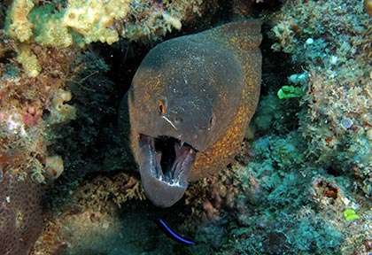 Murène géante en plongée à Watamu au Kenya