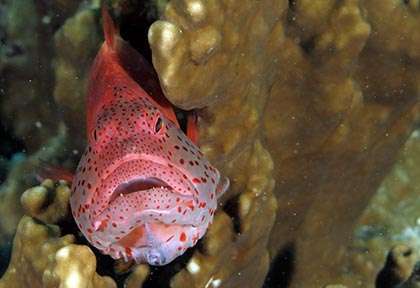 Voyage plongée à Watamu au Kenya