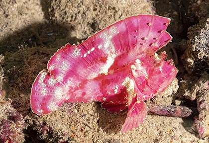 Poisson-feuille au Kenya