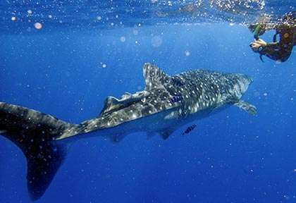 Requin-baleine au Kenya