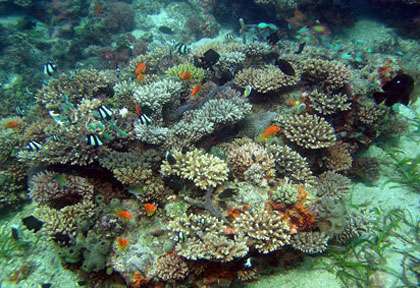 Voyage pongée au Mozambique