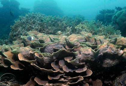 Voyage pongée au Mozambique