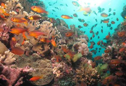 Voyage pongée au Mozambique