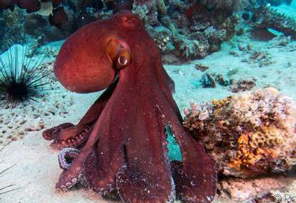 Voyage pongée au Mozambique