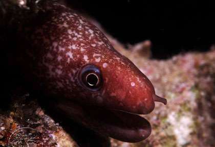 Voyage pongée au Mozambique
