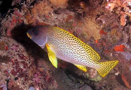 Voyage pongée au Mozambique