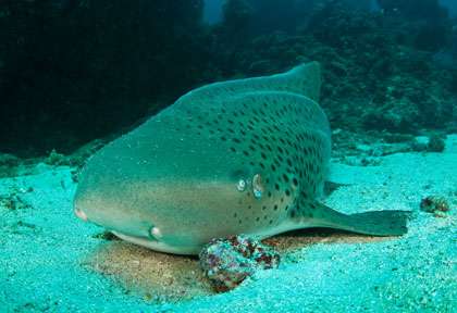 Voyage plongée à Tofo au Mozambique