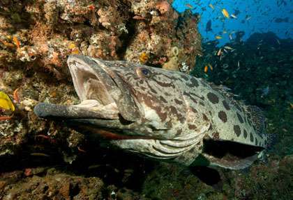 Mérou en plongée à Tofo au Mozambique