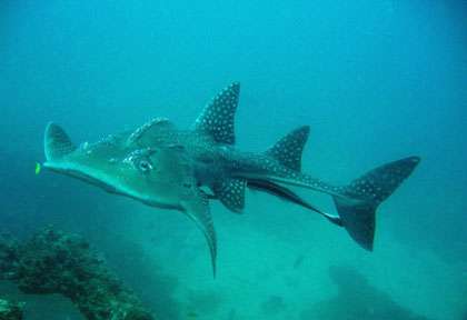 Requin guite en plongée à Tofo au Mozambique
