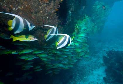 Plongée à Tofo © Shutterstock - Marcus Efler