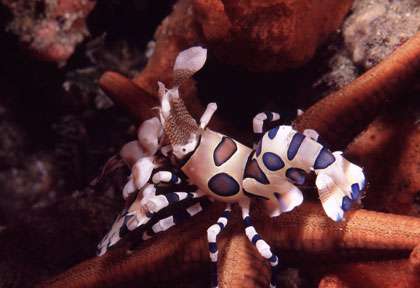 Plongée à Tofo au Mozambique © Fred Maxant