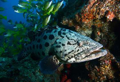 Manta Reef à Tofo avec