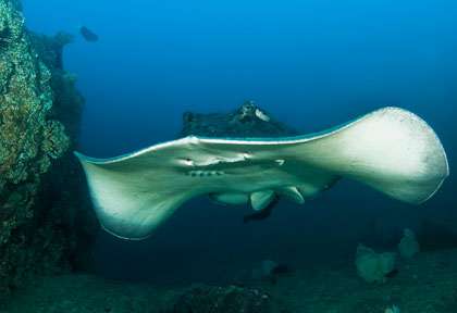 Voyage plongée à Tofo au Mozambique
