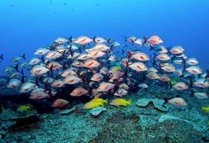 Plongée dans l'archipel de Bazaruto