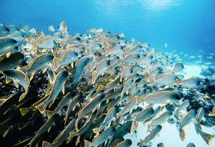 Plongée à Bazaruto