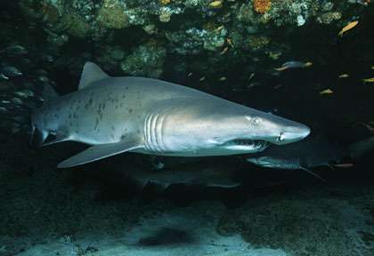 Raggies en plongée à Aliwal Shoal en Afrique du Sud