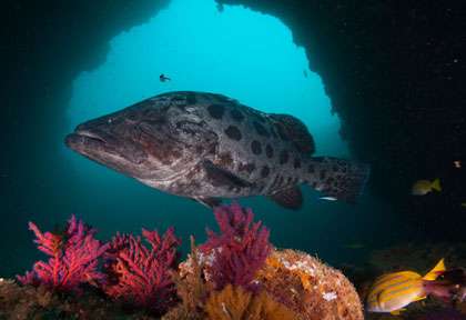 Mérou Patate en plongée à Aliwal Shoal