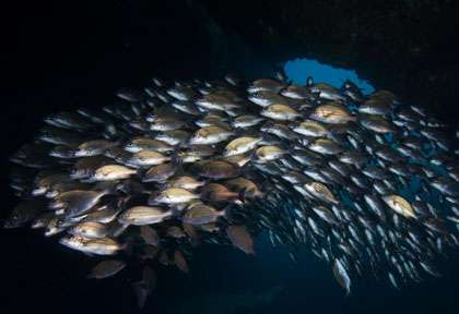 Voyage plongée en Afrique du Sud