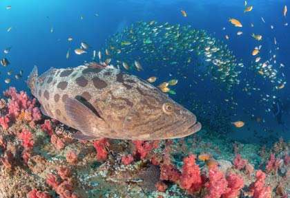 Grand mérou au Mozambique