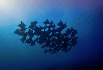 Raie Aigle à Vilanculos