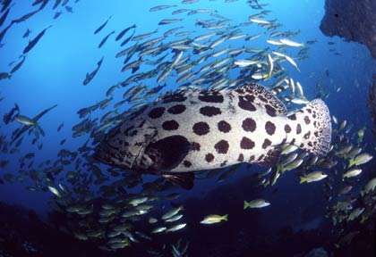Mérou à Ponta do Ouro