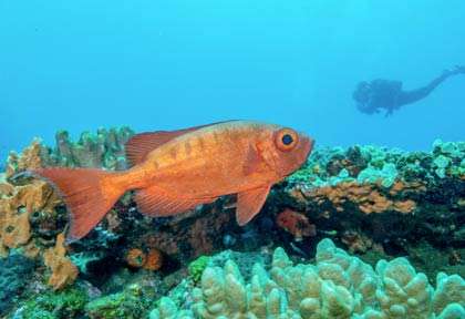 Plongée Ponta do Ouro