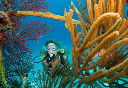 Plongée aux Bahamas à New Providence