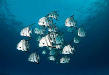 Plongée aux Bahamas