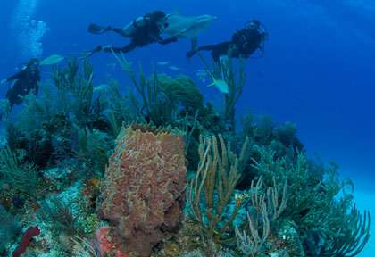 Plongée aux Bahamas