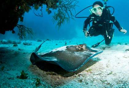 Raie pastenague en plongée