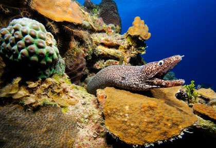Murène en plongée aux Bahamas