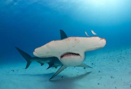 Requin marteau à Bimini
