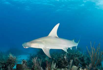 Plongée exumas caye